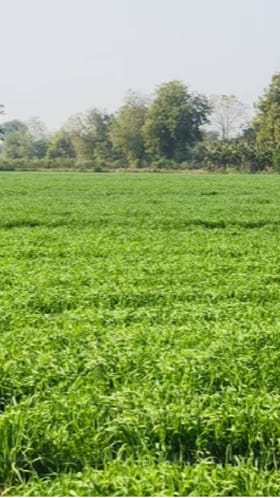 मुक्ताईनगर तालुक्यात 1200 हेक्टरवर गव्हाची लागवड वाढत्या थंडीमुळे पोषक वातावरण