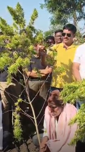 कपाशीच्या शेतात गांजा लागवड; नेमका प्रकार काय घडला?