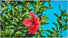 'या' लाल फुलाचे पाणी पिण्याचे फायदे तुम्हाला करतील आश्चर्यचकित.