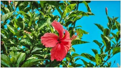 या लाल फुलाचे पाणी पिण्याचे फायदे तुम्हाला करतील आश्चर्यचकित