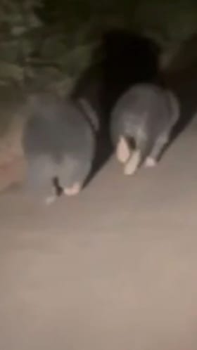 गाडी समोर अचानक आले 2 मोठे अस्वल! कोल्हापूरचा थरारक व्हिडीओ