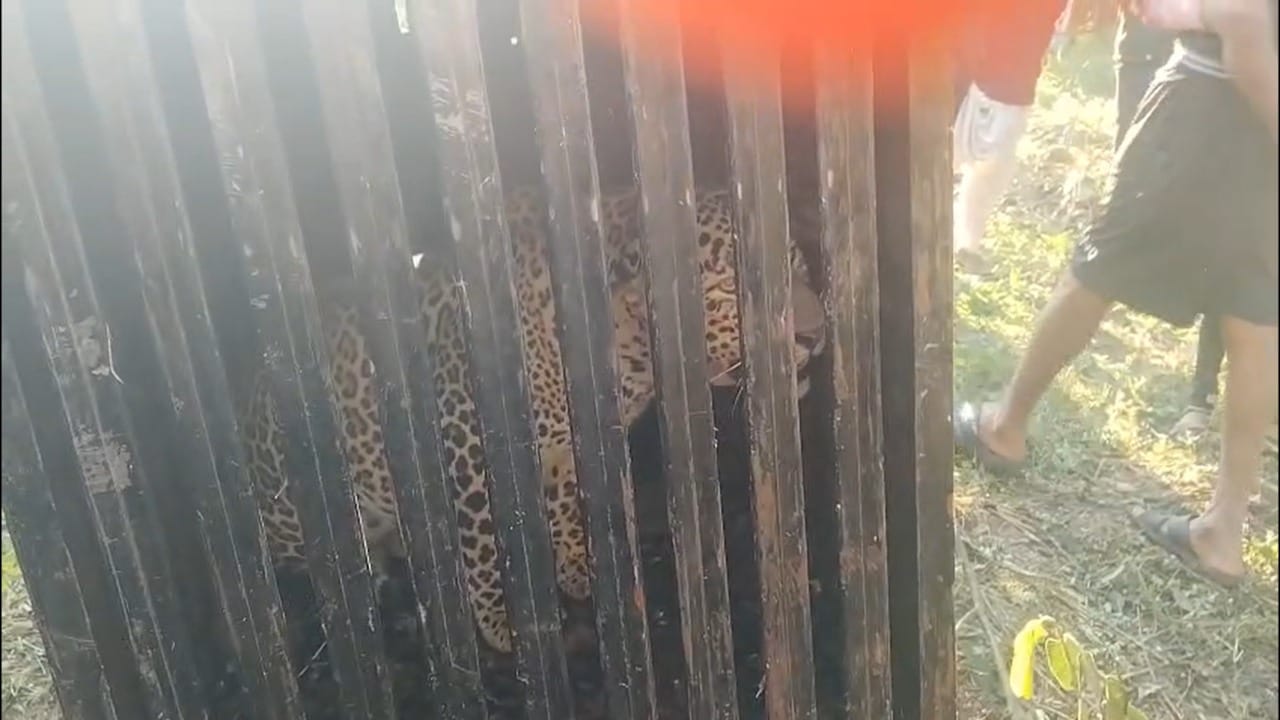 अलिबाग तालुक्यातील नागाव परिसरात बिबट्याच्या दहशतीमुळे शाळा बंद ठेवण्याची वेळ आली आहे. या भागात बिबट्याच्या हल्ल्यामुळे आतापर्यंत पाच जण जखमी झाले असून, त्यांच्यावर जिल्हा रुग्णालयात उपचार सुरू आहेत. बिबट्या अद्याप सापडला नसल्यामुळे नागरिकांमध्ये भीतीचे वातावरण आणखी वाढले आहे.