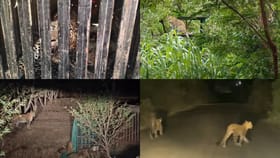 Photos : वेशीवर, दारात अन् रस्त्यावर... तुमच्यावर बिबट्याचं सावट.