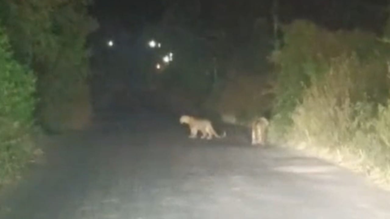 अहिल्यानगरच्या शेवगाव तालुक्यातील आव्हाने खुर्द येथे भगवान पठाडे यांच्या जनावरांच्या गोठ्याजवळ दबा धरून बसलेला बिबट्या मोबाईल कॅमेऱ्यात कैद झाला आहे. माणसांची चाहूल लागताच त्याने पळ काढला, तरीही परिसरात घबराटीचे वातावरण असून, पिंजरा लावण्याची मागणी होत आहे.