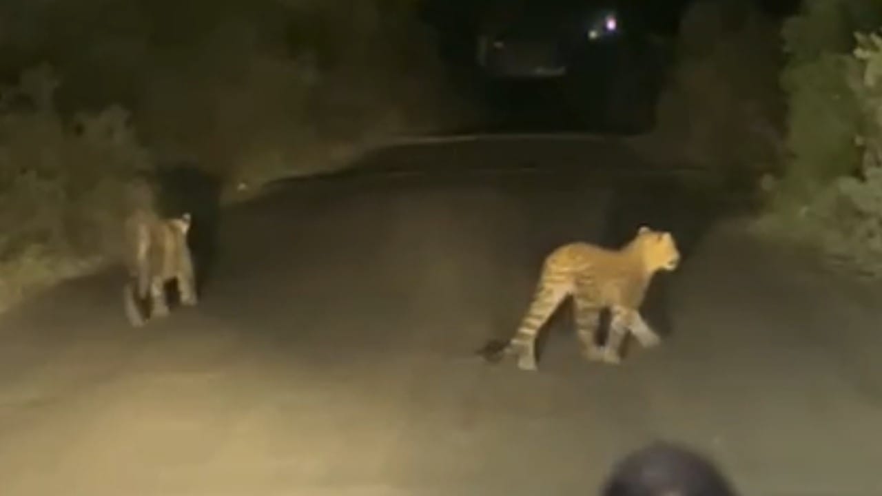 पुण्यातील वाघोली-अष्टापूर परिसरात बिबट्याचा धुमाकूळ कायम आहे. काल एका महिलेला जखमी केल्याची घटना ताजी असतानाच, रात्रीच्या सुमारास रेणुका पार्क, उबाळे नगर आणि मेपल हॉटेल शेजारील लोकवस्तीत कुत्र्याच्या शिकारीसाठी बिबट्या आल्याचे पाहायला मिळाले. यावर ठोस उपाययोजना होत नसल्याने नागरिकांनी त्वरीत बिबट्याला पकडण्याची मागणी केली आहे.