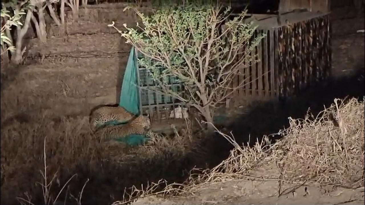 पुणे जिल्ह्यातील चाकण परिसरात बिबट्यांचा वावर मोठ्या प्रमाणात वाढत चालला आहे. वनविभागाने दिलेल्या माहितीनुसार, या परिसरात तब्बल ६० हून अधिक बिबटे वावरत असल्याचा अंदाज व्यक्त करण्यात आला आहे. चाकण वनक्षेत्रात ऊस शेती मोठ्या प्रमाणात असल्यामुळे, याच भागात बिबट्यांची संख्या सर्वाधिक असल्याचे दिसून आले आहे.