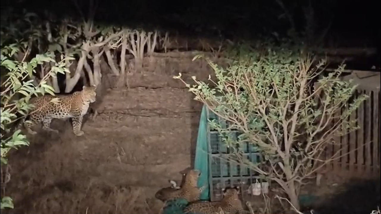 महाराष्ट्र राज्याच्या विविध भागांत बिबट्याची दहशत कायम असल्याचे पाहायला मिळत आहे. नागपूर, पुणे, बदलापूरसह रायगडपर्यंत बिबट्यांच्या वाढत्या हालचालींमुळे नागरिकांमध्ये भीतीचे वातावरण आहे.