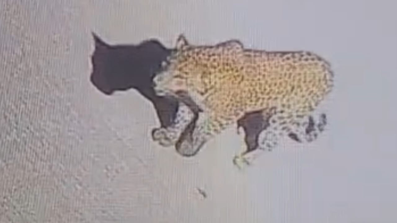 पुणे जिल्ह्यात बिबट्यांच्या हालचाली तीव्र असताना, मंचर आंबेगाव वनपरिसरात वन विभागाने मोठी कारवाई केली आहे. वाघाळे मळा परिसरातील एका घराजवळ लावलेल्या पिंजऱ्यात रात्री उशिरा दोन महिने वयाचे दोन बिबट्याचे बछडे सापडले. याच भागात दुसऱ्या बिबट्याची माहिती मिळताच, वन विभागाने दोन बिबट्यांसह दोन्ही बछड्यांना सुरक्षितपणे ताब्यात घेतले आहे. या बछड्यांना उपचारासाठी अवसरी वनउद्यानात हलवण्यात आले आहे.