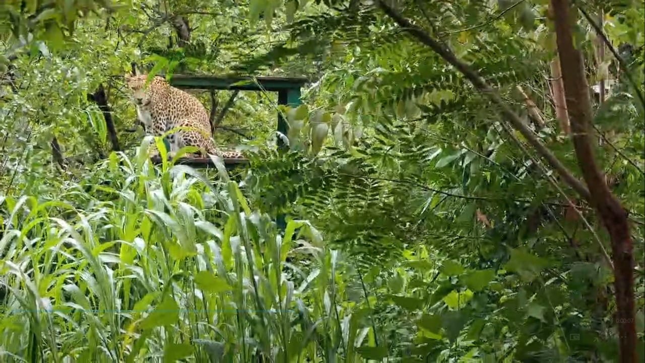 बदलापूर जवळील आंबेशीव गावात बिबट्याची दहशत पसरली आहे. बिबट्याने दोन बकऱ्यांची शिकार केल्याचे गावकऱ्यांचे म्हणणे आहे. वनविभागाची टीम आंबेशीव गावात दाखल झाली असून, बिबट्याला जेरबंद करण्याचे प्रयत्न सुरू आहेत.