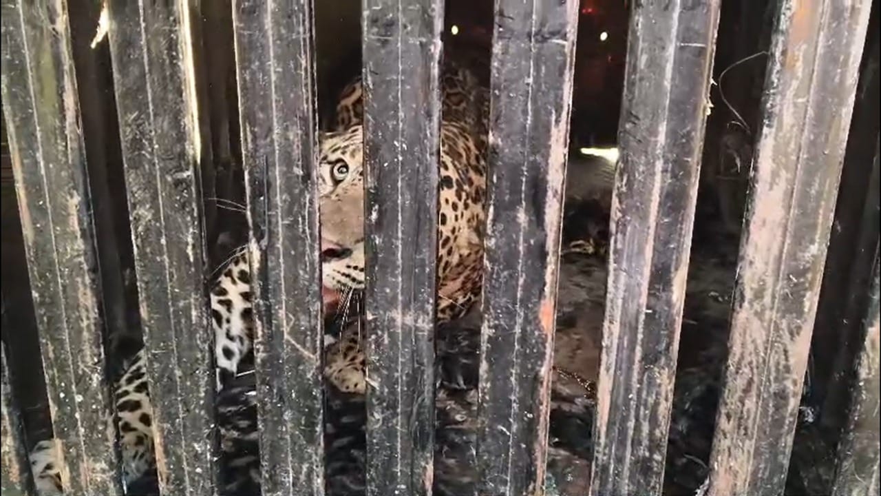 नागपुरातील पारडी शिवारात बिबट्याने धुमाकूळ घातला आहे. दोन दिवसांपूर्वी कापसी भागात बिबट्या दिसला होता, मात्र तो सापडला नव्हता. आज पहाटेच्या सुमारास याच बिबट्याने चार ते पाच लोकांवर हल्ला केल्याची प्राथमिक माहिती आहे. जखमींना तात्काळ रुग्णालयात दाखल करण्यात आले आहे. या घटनेमुळे नागरिकांमध्ये प्रचंड भीती निर्माण झाली होती. अखेर वनविभागाने या बिबट्याला जेरबंद केले आहे.