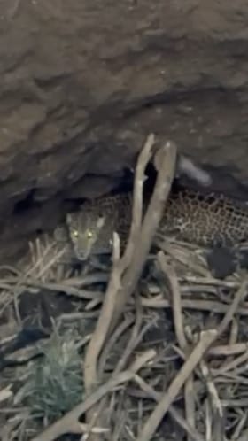 35 फूट खोल विहिरीत बिबट्या अडकला, 11 तास रेस्क्यू ऑपरेशनचा थरार.