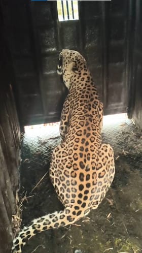 शिरुरमध्ये वनविभागाने लावलेल्या पिंजऱ्यात बिबट्या जेरबंद