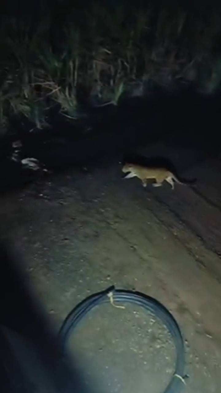 रात्रीच्या सुमारस वस्तीच्या शेजारी बिबट्याचा वावर