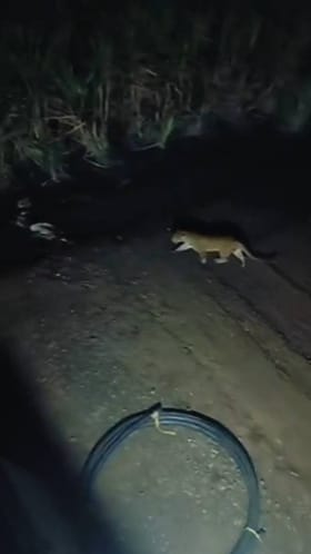 रात्रीच्या सुमारस वस्तीच्या शेजारी बिबट्याचा वावर.