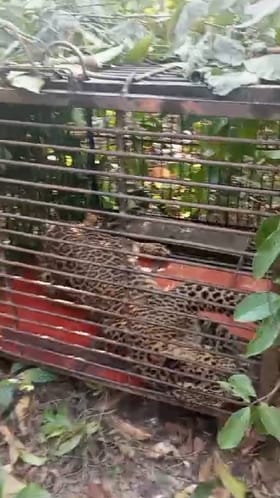 कणकवली वनविभागाकडून घोणसरीत बिबट्याचे यशस्वी बचाव कार्य.