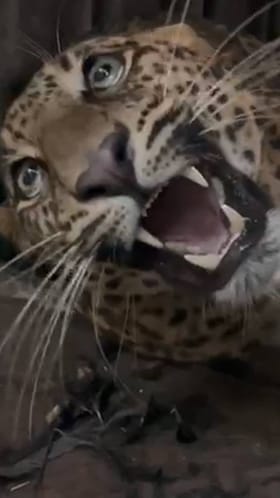 शिरुरमध्ये 27 बिबटे जेरबंद.