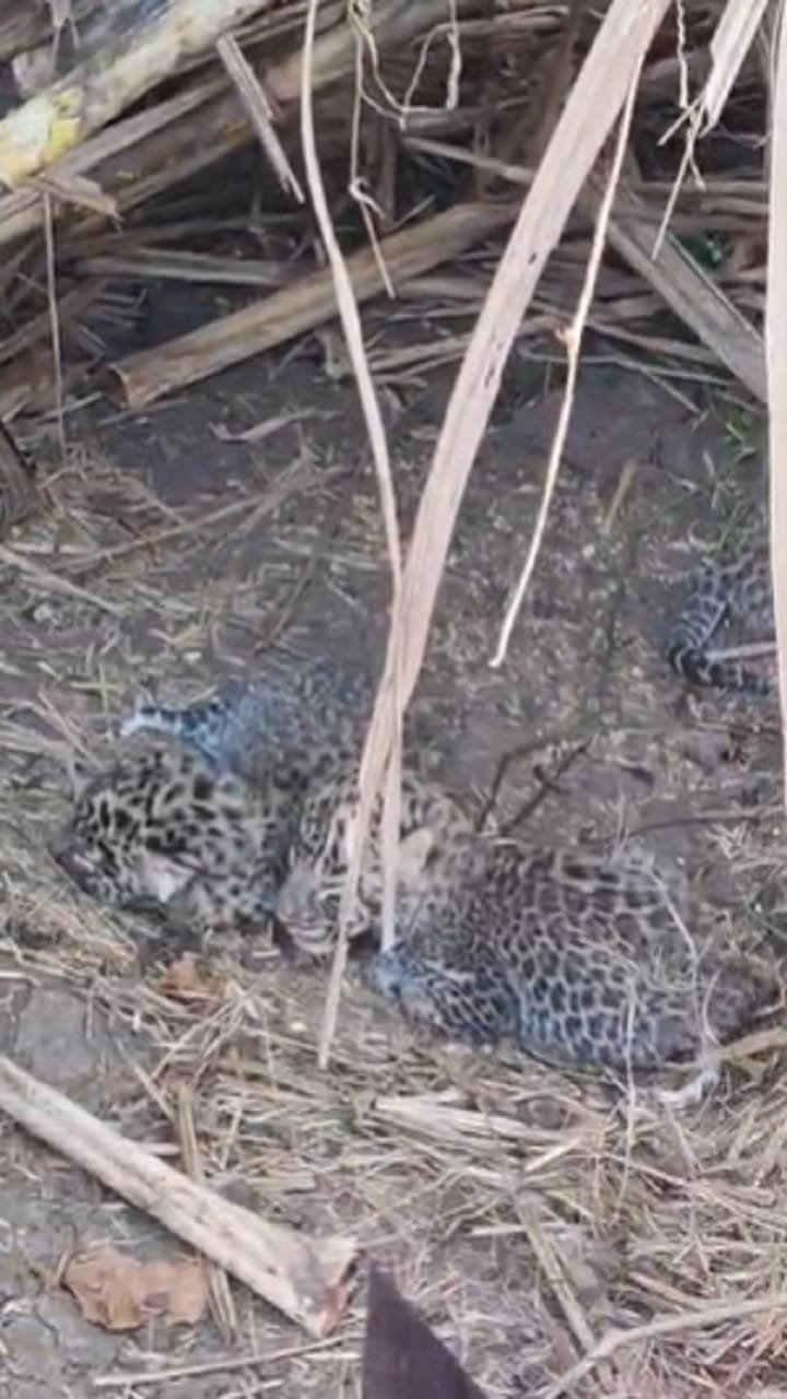 भडगाव तालुक्यात गिरड शिवारात ऊसाच्या शेतात आढळले बिबट्याचे तीन बछडे