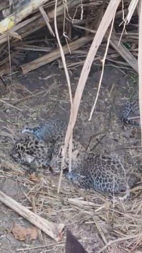 भडगाव तालुक्यात गिरड शिवारात ऊसाच्या शेतात आढळले बिबट्याचे तीन बछडे