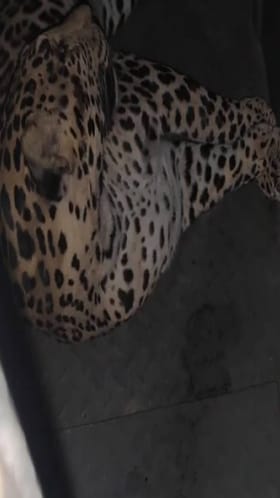 लोहगाव विमानतळ परिसरात फिरणारा बिबट्या अखेर जेरबंद.