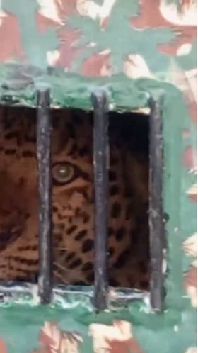 खेडमधील बिबट्या सुरक्षितरीत्या जेरबंद.