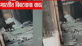 Mira Bhayandar : मीरा-भाईंदरमधील इमारतीत शिरला बिबट्या,हल्ल्यात 3 जखमी.