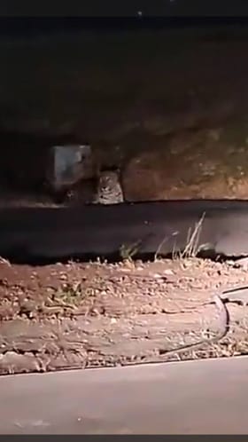 पुणे विमानतळ परिसरात बिबट्याचा पुन्हा मुक्तसंचार.