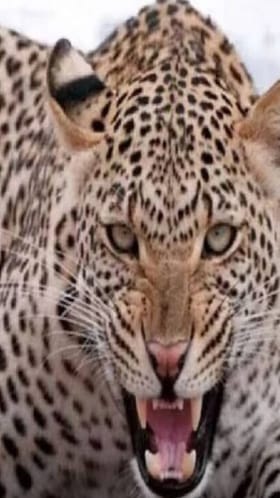 तो येतो, उड्या मारतो, हल्ला करून पळून जातो, पुण्यात बिबट्याची दहशत.