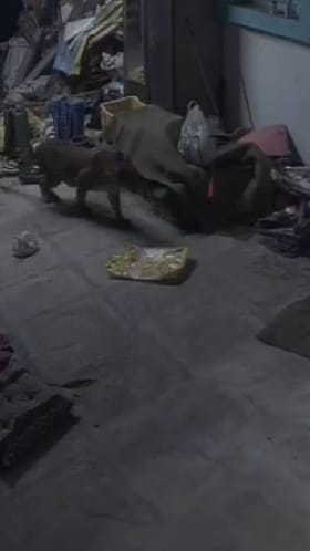 घराच्या कंपाऊंडमध्येच घुसून बिबट्याने केली कुत्र्याची शिकार.