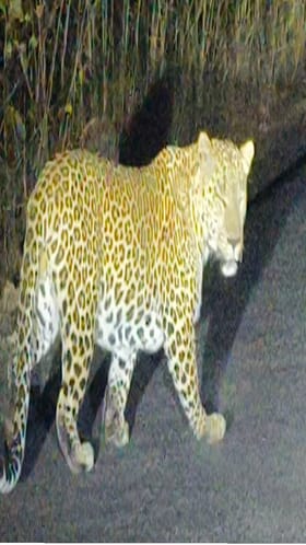 देवरी तालुक्यात बिबट्याची दहशत, रोडवरच दिसला बिबट्या, नागरिकांमध्ये भीती.