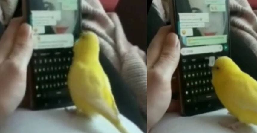 HTH या शॉर्ट फॉर्मचा अर्थ होप धिस हेल्प्स म्हणजेच आशा करतो की तुला यामुळे मदत होईल असा आहे. IYKYK हा शॉर्ट फॉर्म तर अनेकदा वापरला जातो. अनेकांना याचा अर्थ माहिती नाही. या शॉर्ट फॉर्मचा अर्थ ईफ यू नो यू नो असा होतो. एखादा विषय सविस्तरपणे न सांगता संकेतांनी, जुन्या संदर्भांनी सांगितला जातो तेव्हा या शॉर्ट फॉर्मच वापर होतो.