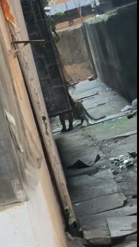 बिबट्या थेट घरात शिरला अन्...; मीरा भाईंदरमधील धक्कादायक घटना.