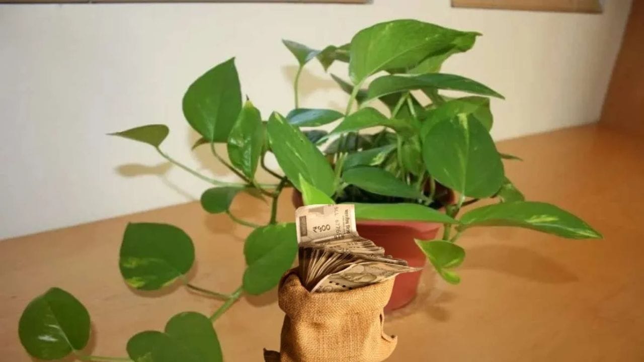 हिंदू धर्मात मनी प्लांटचा संबंध देवी लक्ष्मीशी जोडला जातो. ज्या घरात मनी प्लांट हिरवागार असतो आणि त्याची काळजी घेतली जाते, तिथे लक्ष्मीचा वास असतो. कुंडीत नाणे अर्पण करणे किंवा गाडणे हे देवी लक्ष्मीला सन्मान देण्यासारखे मानले जाते. यामुळे घरातील अन्नाची कोठारे भरलेली राहतात आणि गरिबी दूर होते.