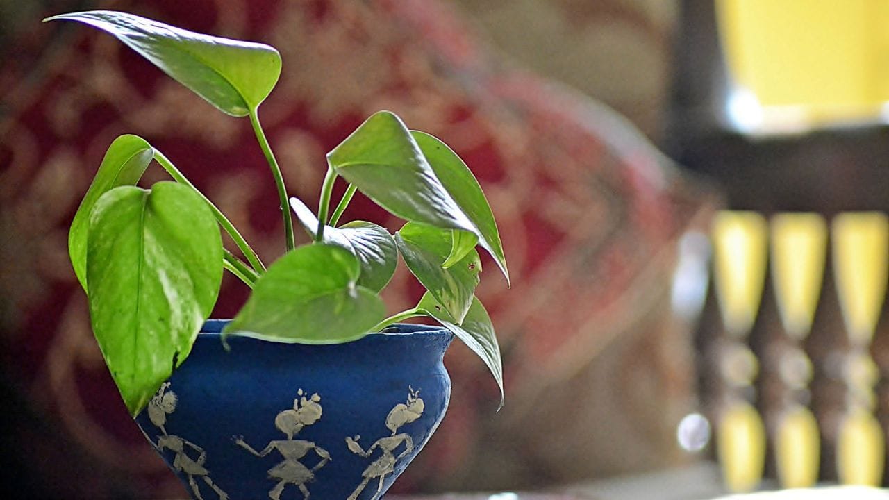 मनी प्लांटला संपत्तीचे झाड म्हटले जाते. जेव्हा आपण या झाडाच्या मातीत एखादे नाणे ठेवतो, तेव्हा ते एक प्रकारचे ऊर्जा केंद्र तयार करते. नाणे हे धातूचे असते आणि धातूमध्ये ऊर्जा साठवण्याची क्षमता असते. हे नाणे मनी प्लांटच्या नैसर्गिक ऊर्जेशी जोडले गेल्यावर घरात पैशांचा प्रवाह वाढवण्यास मदत होते.