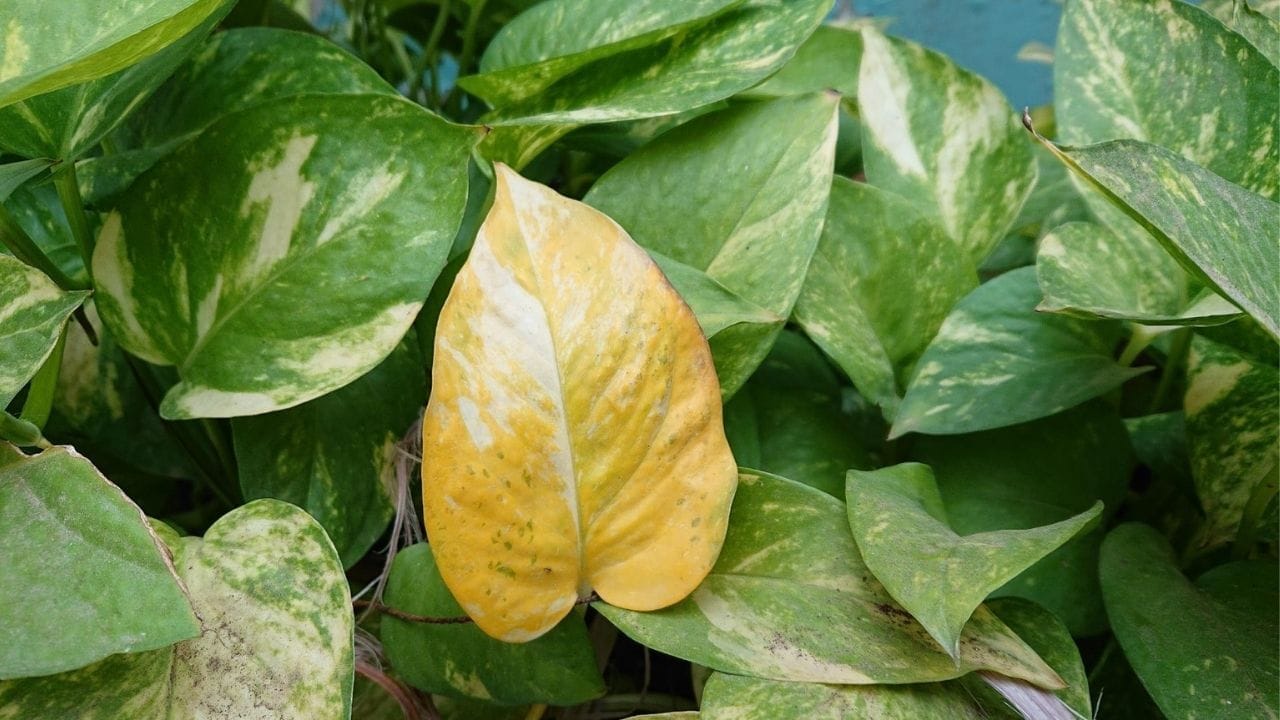 जर तुम्ही कर्जाच्या ओझ्याखाली दबलेले असाल, तर शनिवारी किंवा शुक्रवारी मनी प्लांटच्या कुंडीत एक नाणे ठेवावे. यामुळे अडकलेले पैसे परत मिळण्याची शक्यता वाढते आणि हळूहळू कर्जाचा बोजा कमी होतो.