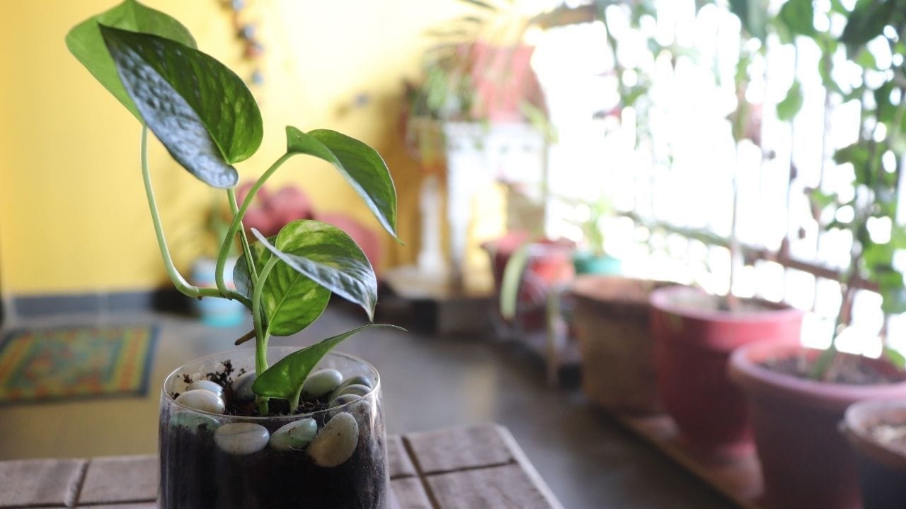 मनी प्लांटची वेल जशी वरच्या दिशेला जाते, तशीच तुमची प्रगती होते असे मानले जाते. नाणे ठेवल्यामुळे तुमच्या कामातील अडथळे दूर होतात. नोकरीत बढती मिळण्यासाठी किंवा व्यवसायात नवीन ग्राहक मिळवण्यासाठी हा उपाय अत्यंत प्रभावी ठरतो.