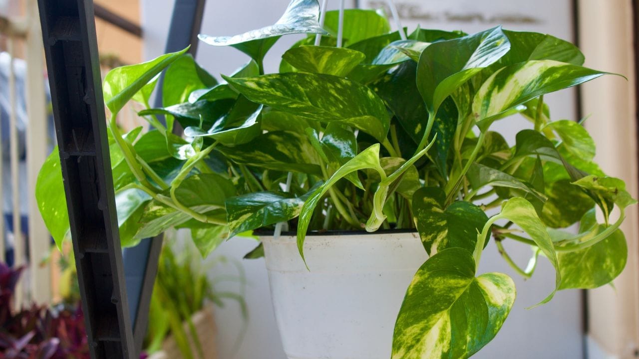 वास्तुशास्त्रात मनी प्लांट केवळ शोभेचे झाड नसून ते समृद्धीचे प्रतीक मानले जाते. अनेकांच्या घरात मनी प्लांट असतो. पण योग्य माहितीअभावी त्यांना त्याचा पूर्ण लाभ मिळत नाही. ज्योतिषशास्त्रानुसार, जर तुम्ही मनी प्लांटच्या कुंडीत एक नाणे ठेवले, तर त्या झाडाची ऊर्जा अनेक पटींनी वाढते.