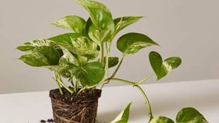 मनी प्लांट लावूनही आर्थिक लाभ होत नाहीये, तर तुमच्याकडून होत आहेत ‘या’ चुका