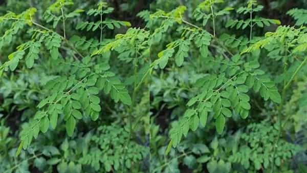 मोरिंग्याची भाजी बनवण्याचं साहित्य शेवग्याची कोवळी पाने – 2 वाट्या, कांदा – 1 बारीक चिरलेला, लसूण – 4 - 5 पाकळ्या, हिरवी मिरची – 1 - 2, मोहरी – ½ टीस्पून, जिरे – ½ टीस्पून, हळद – ¼ टीस्पून, लाल तिखट – चवीनुसार, मीठ – चवीनुसार, तेल – 1 टेबलस्पून