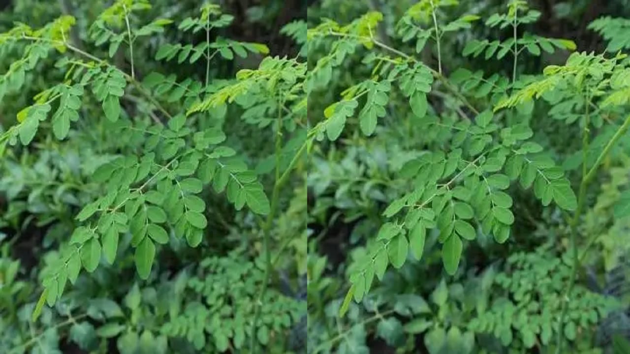मोरिंग्याची भाजी बनवण्याचं साहित्य शेवग्याची कोवळी पाने – 2 वाट्या, कांदा – 1 बारीक चिरलेला, लसूण – 4 - 5 पाकळ्या, हिरवी मिरची – 1 - 2, मोहरी – ½ टीस्पून, जिरे – ½ टीस्पून, हळद – ¼ टीस्पून, लाल तिखट – चवीनुसार, मीठ – चवीनुसार, तेल – 1 टेबलस्पून