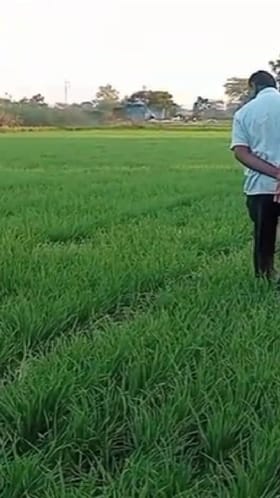 वाढलेल्या थंडीचा गहू उत्पादकांना फायदा, गव्हाचे अपेक्षित उत्पन्न येण्याची शेतकऱ्यांना अशा.