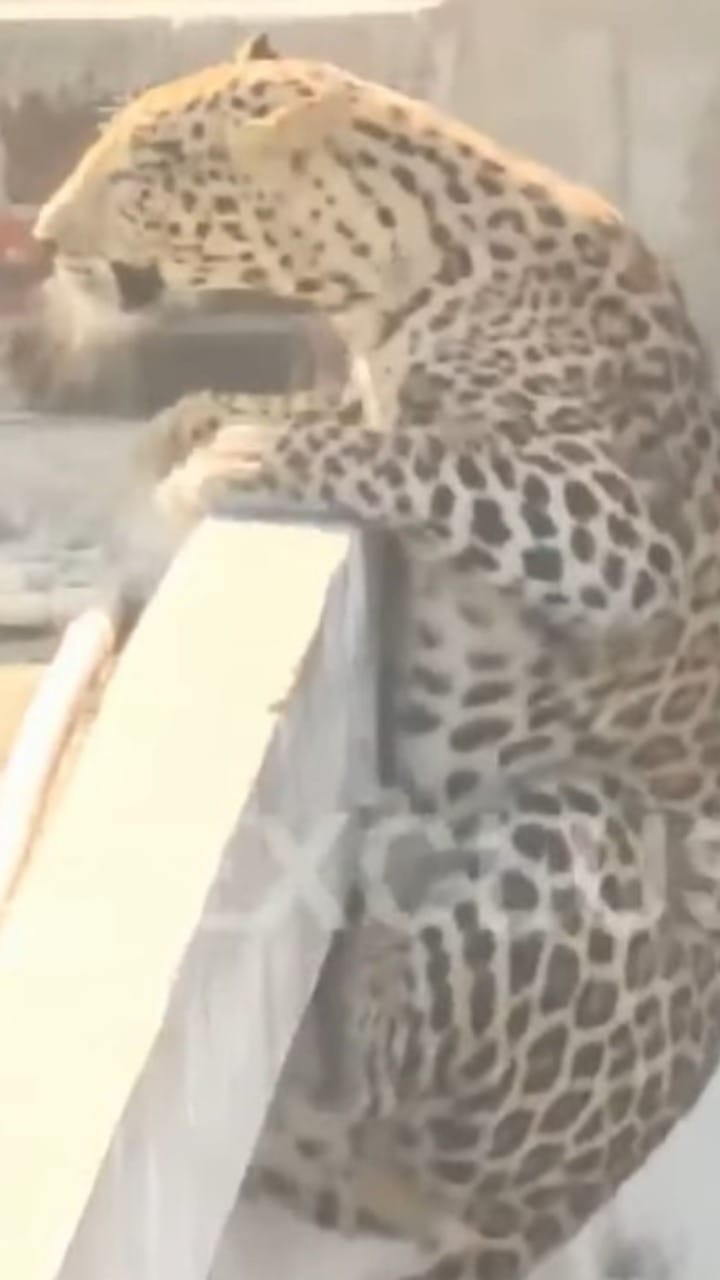 नागपूरमध्ये बिबट्याची दहशत संपुष्टात, थरारक रेस्क्यू ऑपरेशननंतर बिबट्या जेरबंद