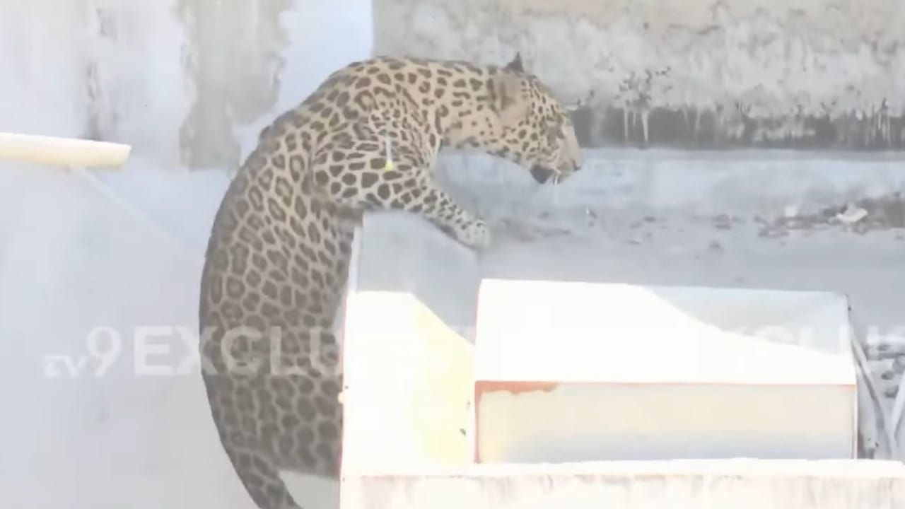 दरम्यान या प्रकरणी वन विभागाचे नागरिकांना आवाहन केले आहे. नागरिकांनी रात्रीच्या वेळी सतर्क राहावे. एकट्याने घराबाहेर पडणे टाळावे. तसेच बिबट्याच्या कोणत्याही हालचाली दिसल्यास तात्काळ वन विभागाला कळवावे, असे आवाहन करण्यात आले आहे.