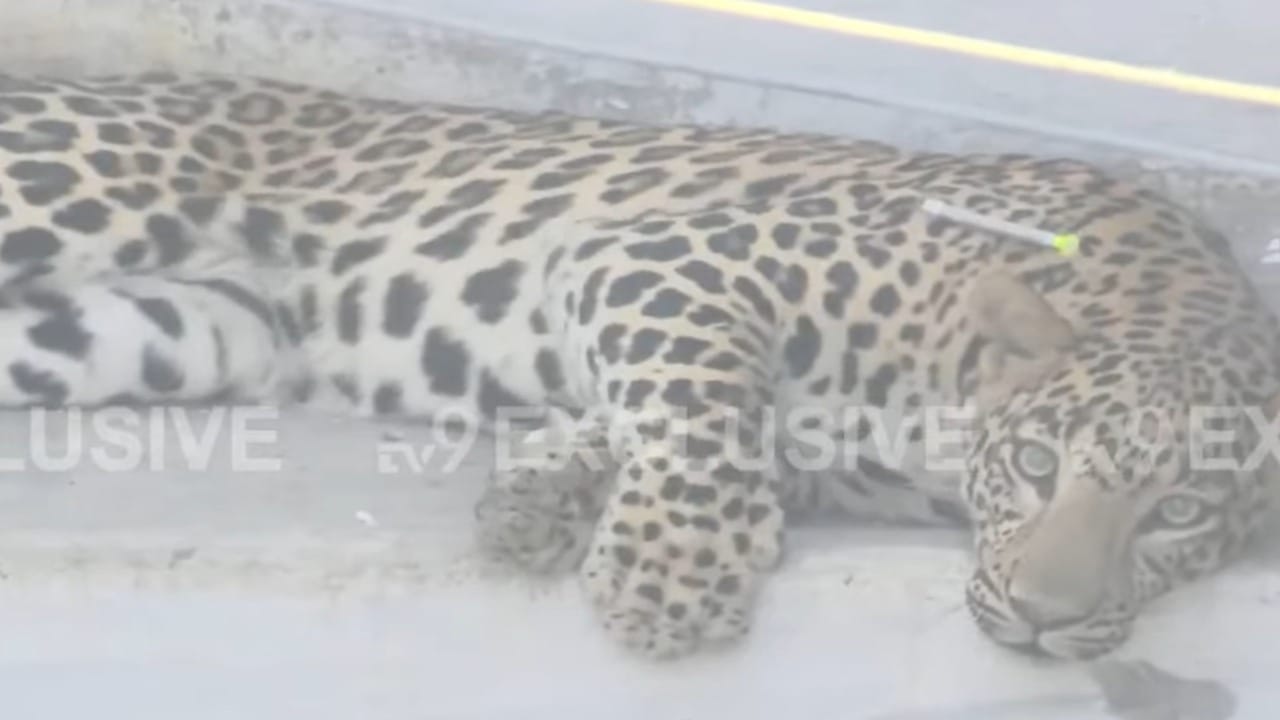 या संपूर्ण बचाव कार्यादरम्यान, स्थानिक नागरिकांनी वन विभागाच्या पथकाला उशिरा मदत मिळाल्याने संताप व्यक्त केला होता, परंतु अखेरीस बिबट्याला सुरक्षित पकडल्यामुळे सर्वांनी समाधान व्यक्त केले. सध्या पकडलेल्या बिबट्याला पुढील वैद्यकीय तपासणी आणि निगा राखण्यासाठी सुरक्षित स्थळी नेण्यात आले आहे.