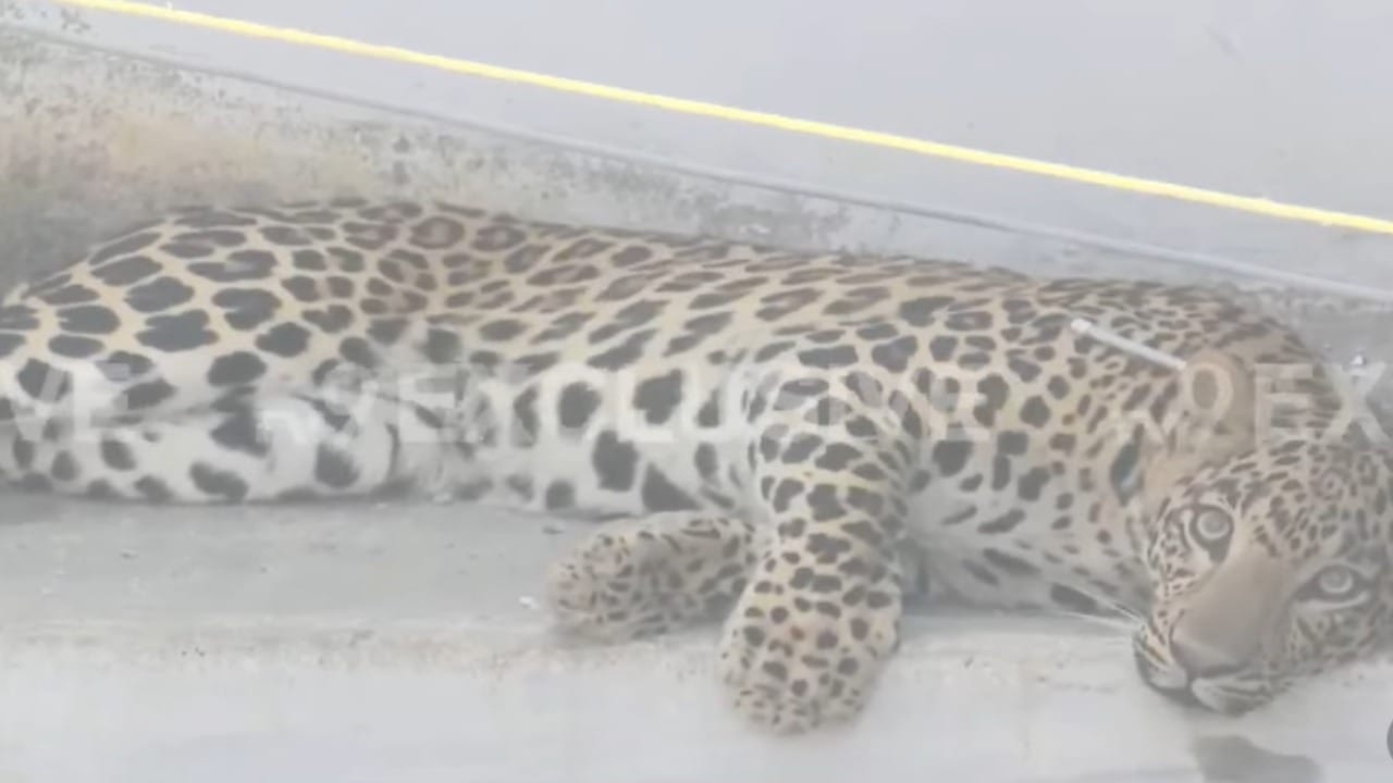 हा डार्ट लागताच बिबट्या कळवला. त्याने स्वत:च्या बचावासाठी गच्चीवरुन चढून पळण्याचा प्रयत्न केला. मात्र त्याचा हा प्रयत्न फसला. त्या डार्टमध्ये असलेल्या औषधाच्या प्रभावाने बिबट्या काही वेळातच शांत झाला. तो बेशुद्ध झाला.