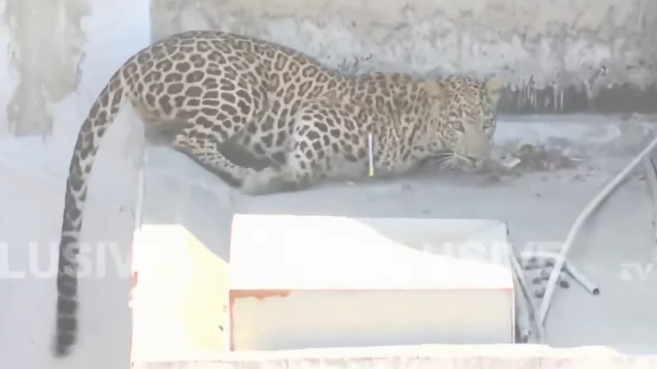 परिसरात कायदा आणि सुव्यवस्था राखण्यासाठी तसेच बिबट्याला सुरक्षित पकडता यावे यासाठी कडक पोलीस बंदोबस्त तैनात करण्यात आला. बिबट्याला पाहण्यासाठी आलेल्या बघणाऱ्यांची मोठी गर्दी झाली होती.