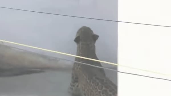 नागपूर शहरातील पारडी शिवनगर परिसरात गेल्या दोन दिवसांपासून बिबट्याच्या दहशतीमुळे नागरिकांमध्ये भीतीचे वातावरण निर्माण झाले होते. अखेर या बिबट्याला आज सकाळी थरारक रेस्क्यू ऑपरेशनदरम्यान पकडण्यात वन विभागाला यश आले आहे.