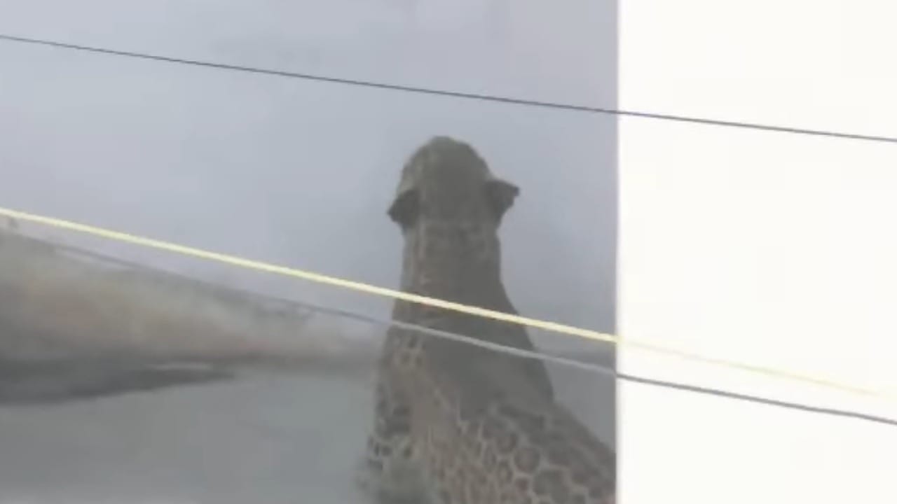 नागपूर शहरातील पारडी शिवनगर परिसरात गेल्या दोन दिवसांपासून बिबट्याच्या दहशतीमुळे नागरिकांमध्ये भीतीचे वातावरण निर्माण झाले होते. अखेर या बिबट्याला आज सकाळी थरारक रेस्क्यू ऑपरेशनदरम्यान पकडण्यात वन विभागाला यश आले आहे.