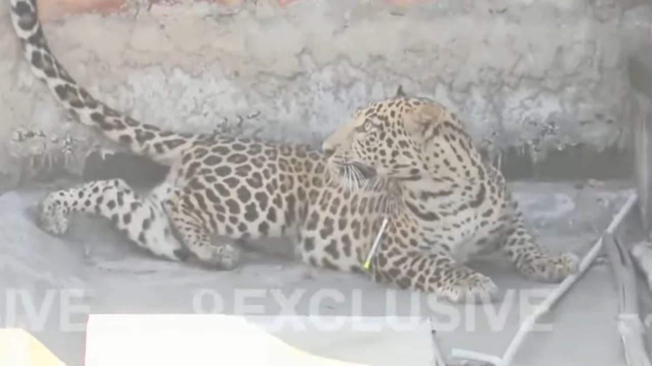 यामुळे संपूर्ण परिसरात खळबळ उडाली. तसेच नागरिकांमध्ये प्रचंड घबराट पसरली. या घटनेची माहिती मिळताच वन विभागाचे रेस्क्यू पथक, वैद्यकीय तज्ञ आणि पोलिसांचा मोठा फौजफाटा तातडीने घटनास्थळी दाखल झाला.