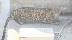 डार्ट मारला, नंतर जाळी टाकली... नागपुरातील बिबट्याचे Exclusive फोटो.