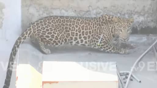 डार्ट मारला, नंतर जाळी टाकली… नागपुरातील बिबट्याचे Exclusive फोटो समोर